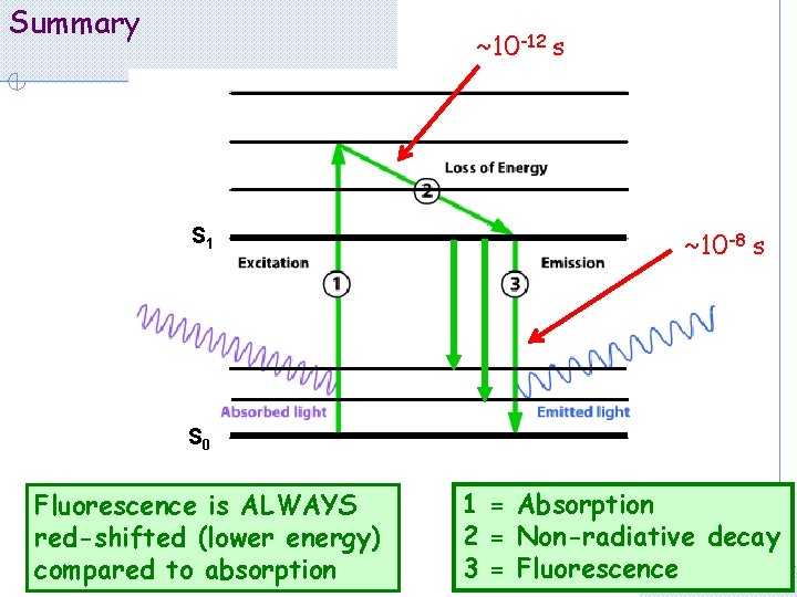 Summary ~10 -12 s S 1 ~10 -8 s S 0 Fluorescence is ALWAYS