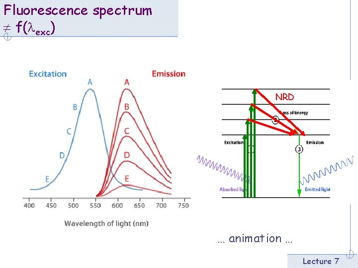 Fluorescence spectrum f(lexc) NRD … animation … Lecture 7 