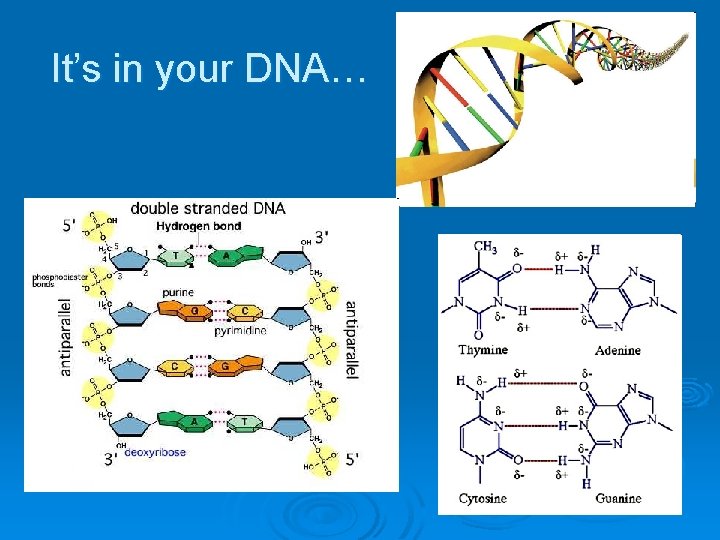 It’s in your DNA… 