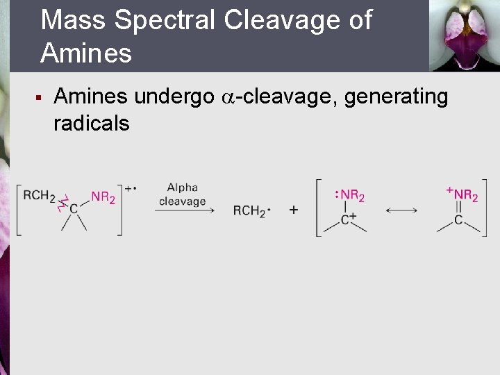 Mass Spectral Cleavage of Amines § Amines undergo -cleavage, generating radicals 