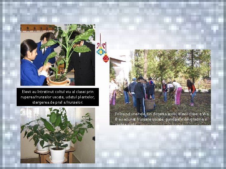 Elevii au întretinut coltul viu al clasei prin ruperea frunzelor uscate, udatul plantelor, stergerea