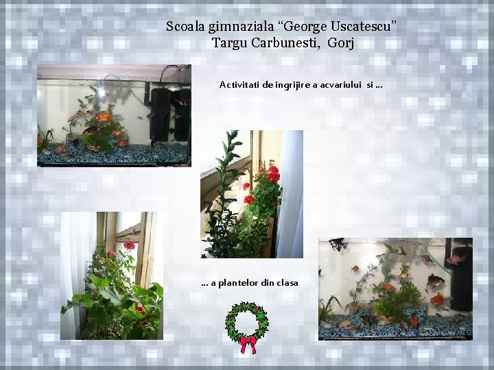 Scoala gimnaziala “George Uscatescu” Targu Carbunesti, Gorj Activitati de ingrijire a acvariului si …