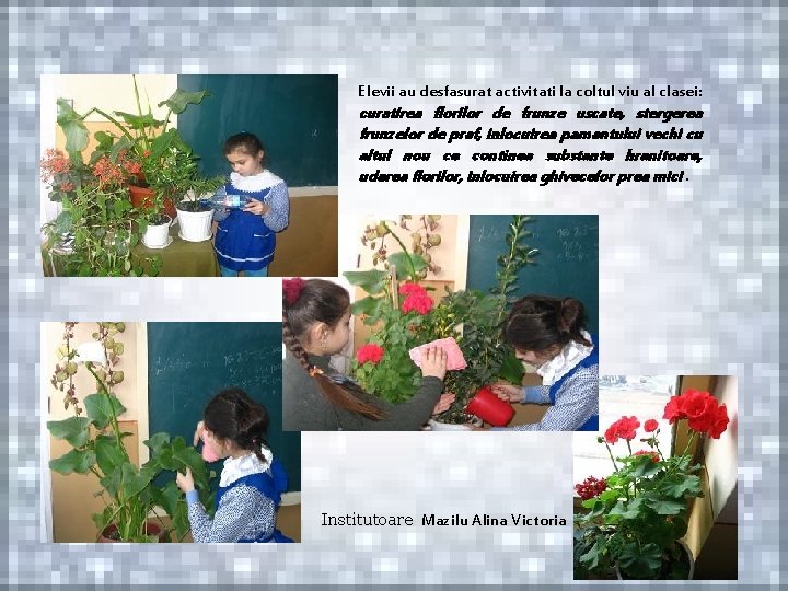 Elevii au desfasurat activitati la coltul viu al clasei: curatirea florilor de frunze uscate,