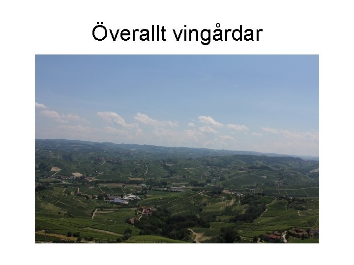 Överallt vingårdar 