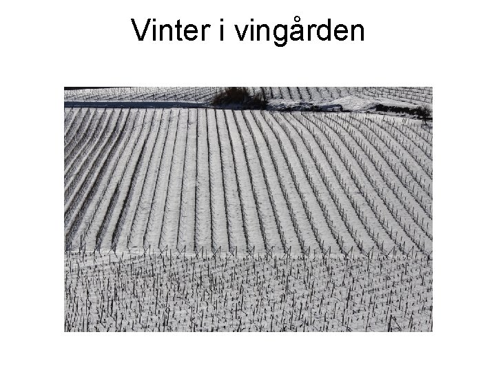 Vinter i vingården 