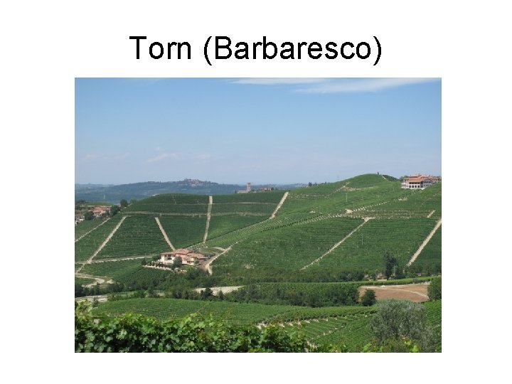 Torn (Barbaresco) 