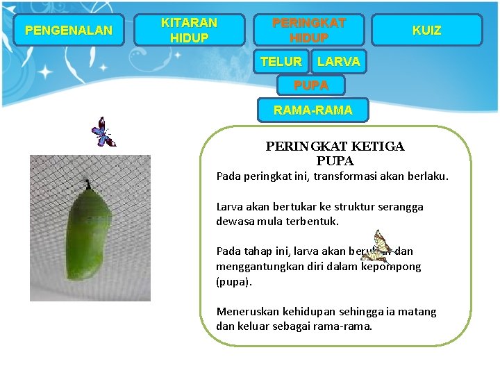PENGENALAN KITARAN HIDUP PERINGKAT HIDUP TELUR KUIZ LARVA PUPA RAMA-RAMA PERINGKAT KETIGA PUPA Pada