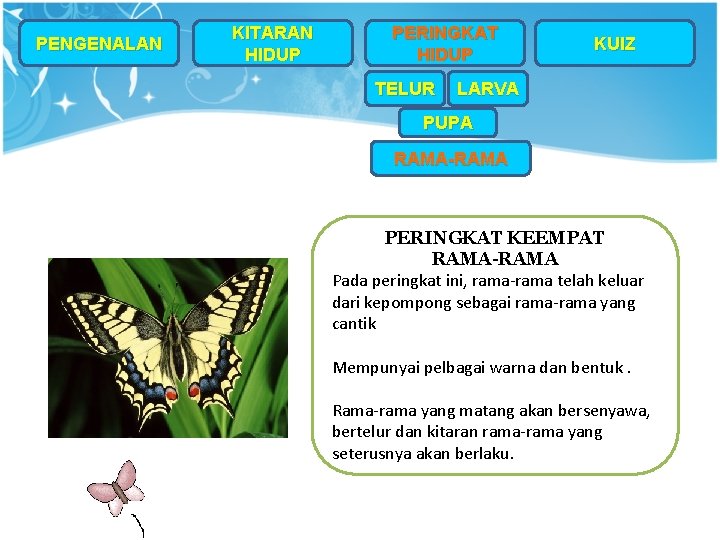 PENGENALAN KITARAN HIDUP PERINGKAT HIDUP TELUR KUIZ LARVA PUPA RAMA-RAMA PERINGKAT KEEMPAT RAMA-RAMA Pada