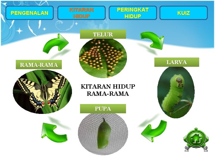 PENGENALAN KITARAN HIDUP PERINGKAT HIDUP KUIZ TELUR LARVA RAMA-RAMA KITARAN HIDUP RAMA-RAMA PUPA 