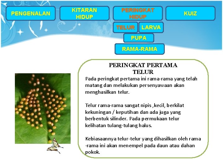 PENGENALAN KITARAN HIDUP PERINGKAT HIDUP TELUR KUIZ LARVA PUPA RAMA-RAMA PERINGKAT PERTAMA TELUR Pada