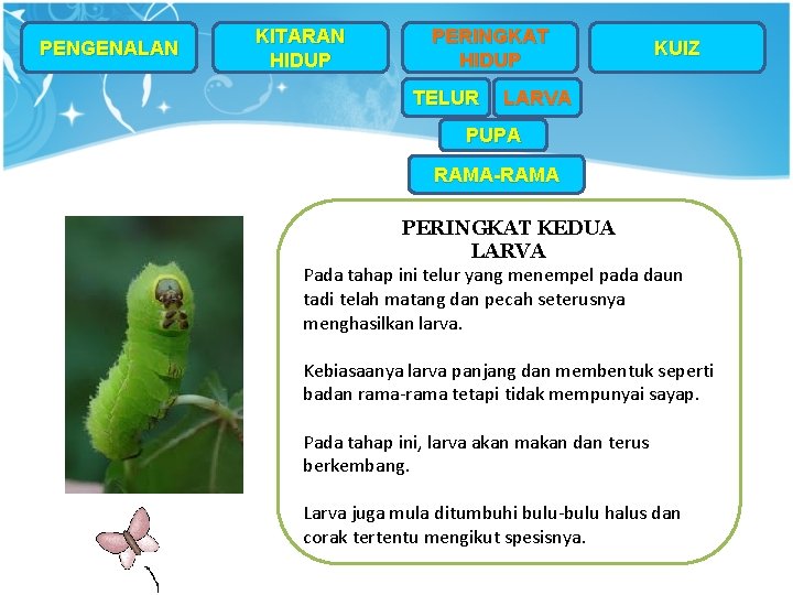 PENGENALAN KITARAN HIDUP PERINGKAT HIDUP TELUR KUIZ LARVA PUPA RAMA-RAMA PERINGKAT KEDUA LARVA Pada