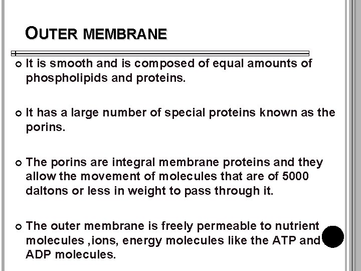 OUTER MEMBRANE It is smooth and is composed of equal amounts of phospholipids and