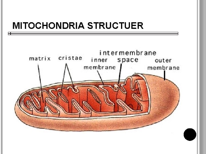 MITOCHONDRIA STRUCTUER 