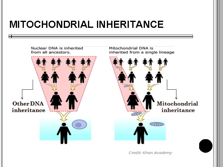 MITOCHONDRIAL INHERITANCE 