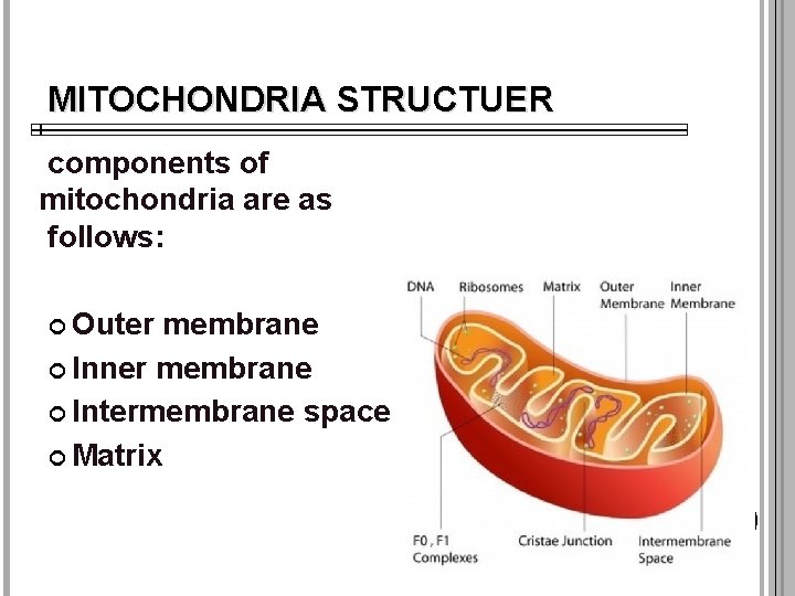 MITOCHONDRIA STRUCTUER components of mitochondria are as follows: Outer membrane Inner membrane Intermembrane space