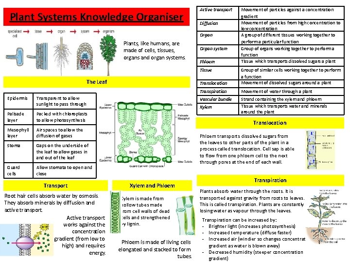 Plant Systems Knowledge Organiser Active transport Diffusion Organ Plants, like humans, are made of