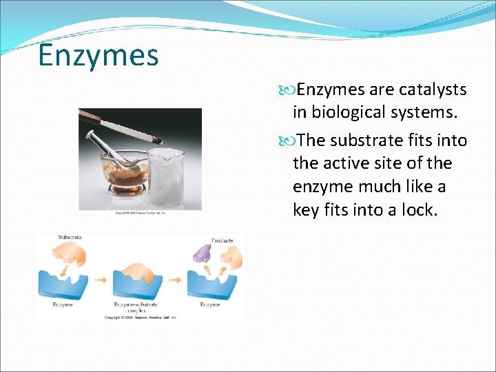 Enzymes are catalysts in biological systems. The substrate fits into the active site of