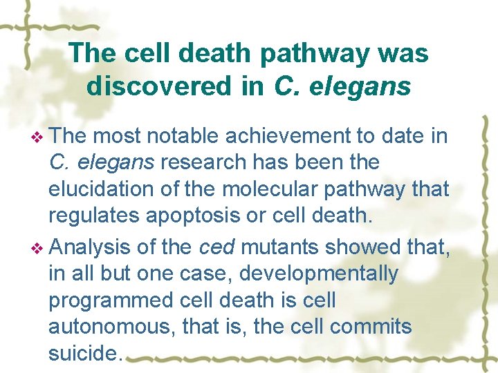 The cell death pathway was discovered in C. elegans v The most notable achievement