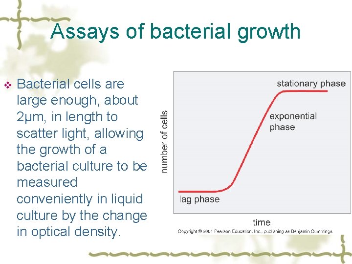 Assays of bacterial growth v Bacterial cells are large enough, about 2µm, in length