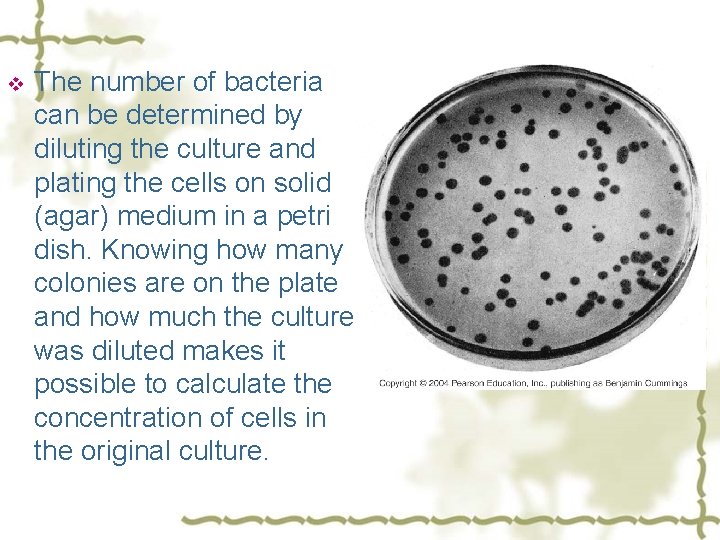 v The number of bacteria can be determined by diluting the culture and plating