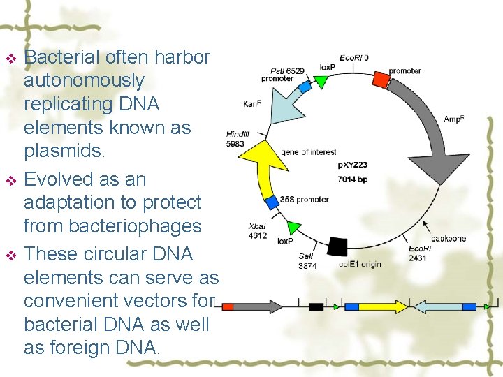 v v v Bacterial often harbor autonomously replicating DNA elements known as plasmids. Evolved