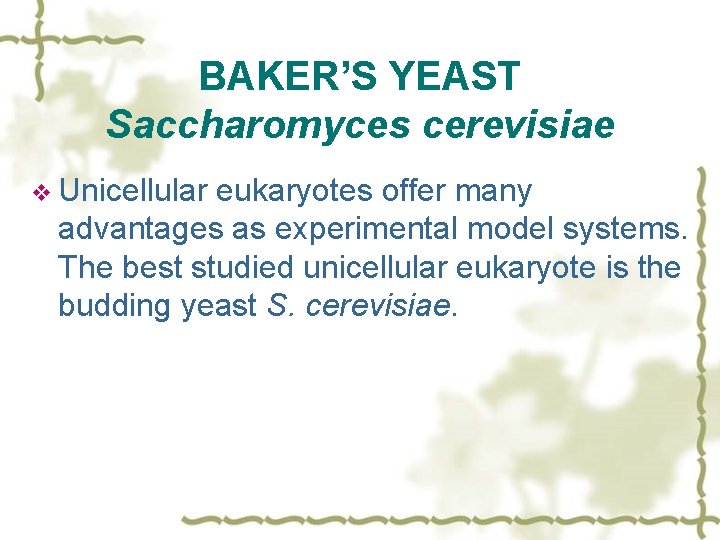 BAKER’S YEAST Saccharomyces cerevisiae v Unicellular eukaryotes offer many advantages as experimental model systems.