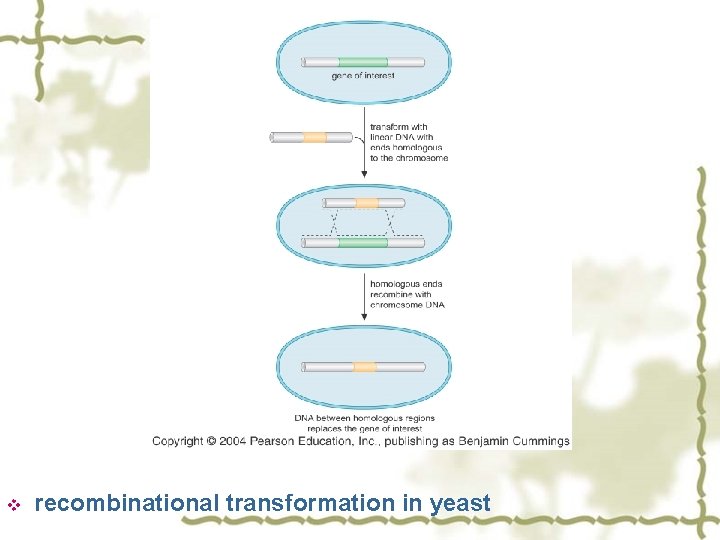 v recombinational transformation in yeast 