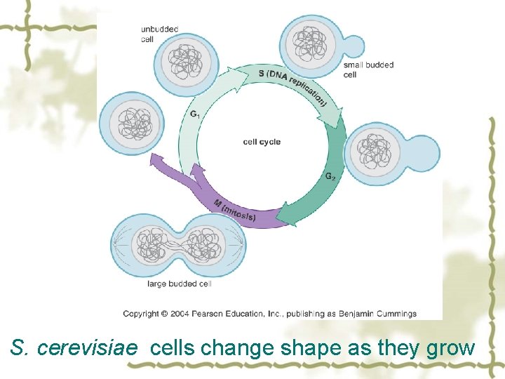 S. cerevisiae cells change shape as they grow 
