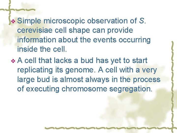 v Simple microscopic observation of S. cerevisiae cell shape can provide information about the