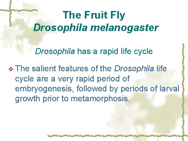 The Fruit Fly Drosophila melanogaster Drosophila has a rapid life cycle v The salient