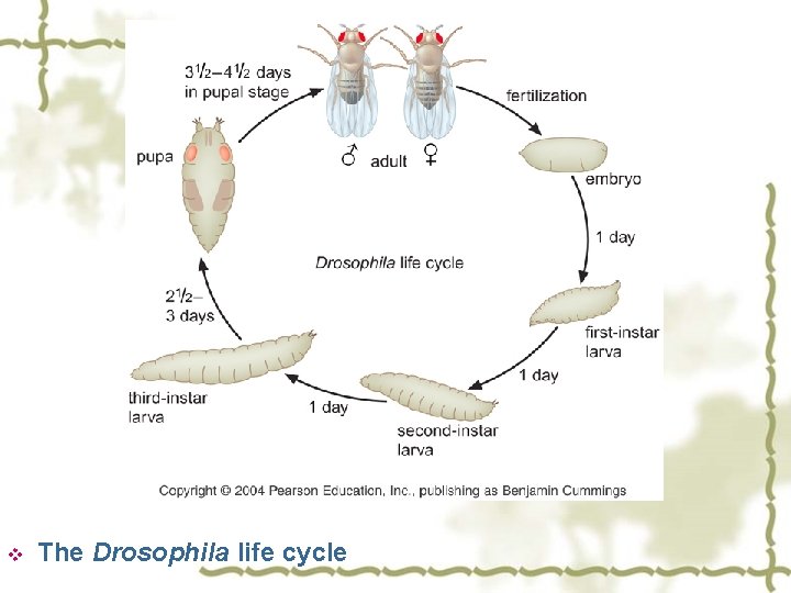 v The Drosophila life cycle 