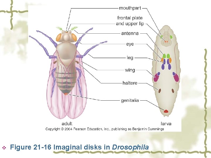 v Figure 21 -16 Imaginal disks in Drosophila 