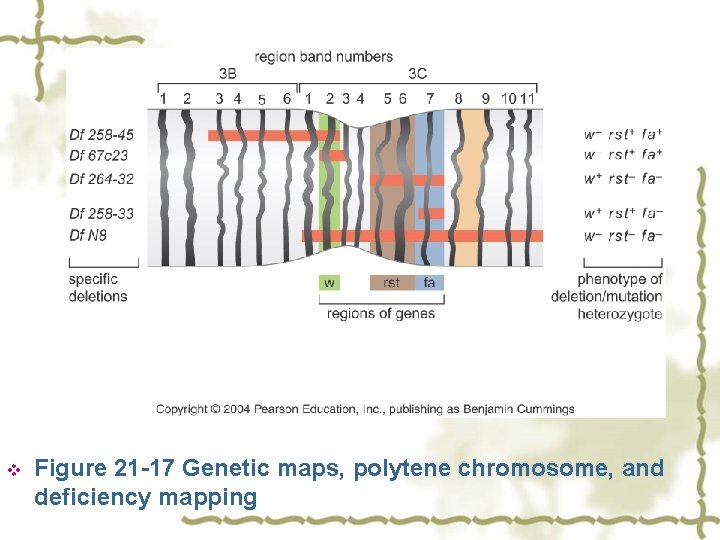 v Figure 21 -17 Genetic maps, polytene chromosome, and deficiency mapping 