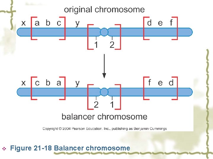 v Figure 21 -18 Balancer chromosome 