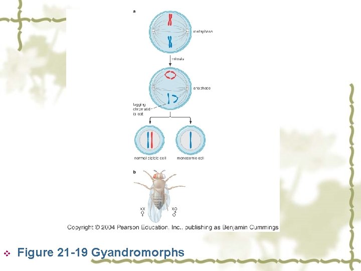 v Figure 21 -19 Gyandromorphs 