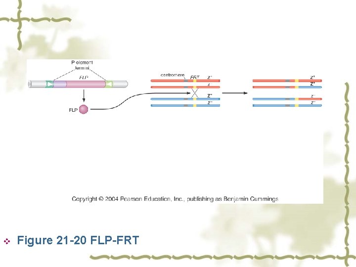 v Figure 21 -20 FLP-FRT 
