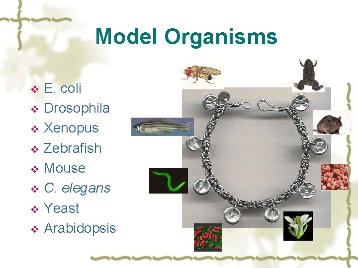 Model Organisms v v v v E. coli Drosophila Xenopus Zebrafish Mouse C. elegans