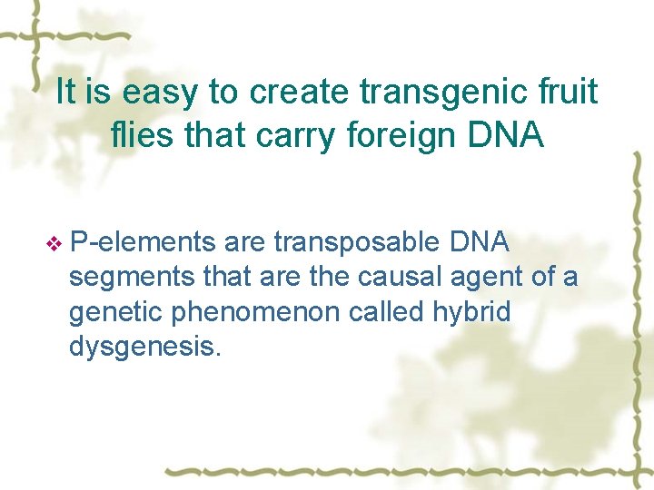 It is easy to create transgenic fruit flies that carry foreign DNA v P-elements