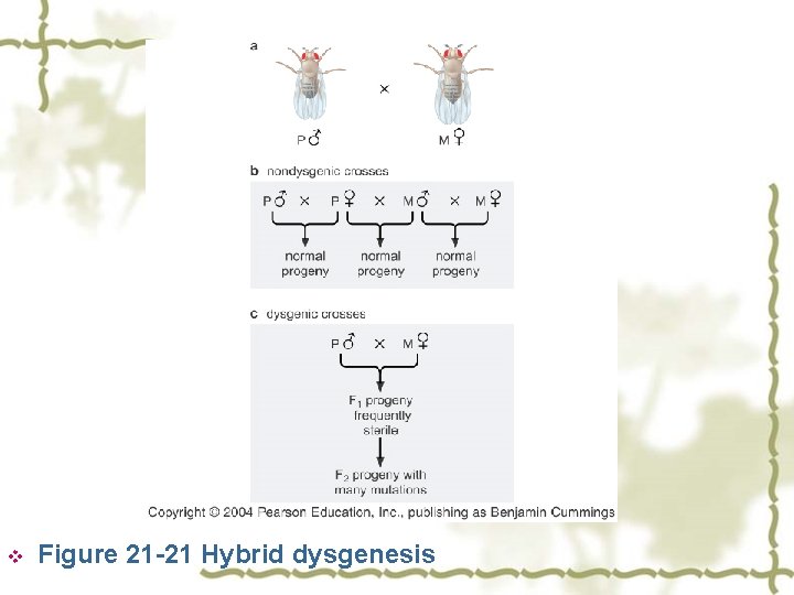 v Figure 21 -21 Hybrid dysgenesis 