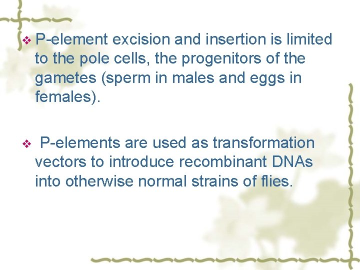 v P-element excision and insertion is limited to the pole cells, the progenitors of