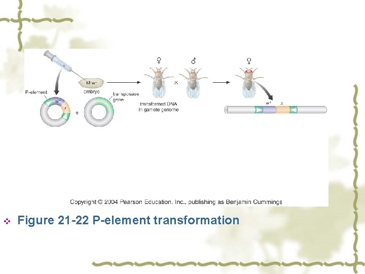 v Figure 21 -22 P-element transformation 
