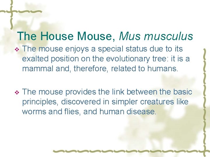 The House Mouse, Mus musculus v The mouse enjoys a special status due to