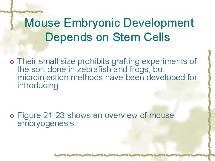 Mouse Embryonic Development Depends on Stem Cells v Their small size prohibits grafting experiments