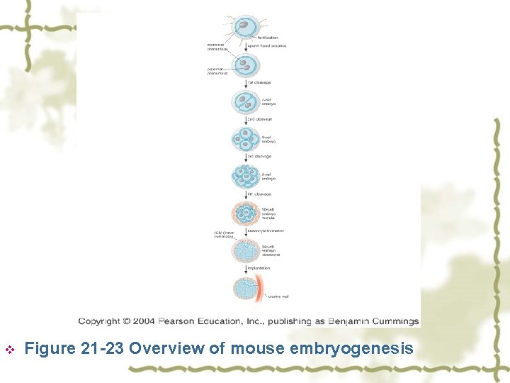 v Figure 21 -23 Overview of mouse embryogenesis 