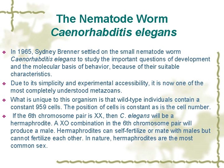 The Nematode Worm Caenorhabditis elegans v v In 1965, Sydney Brenner settled on the