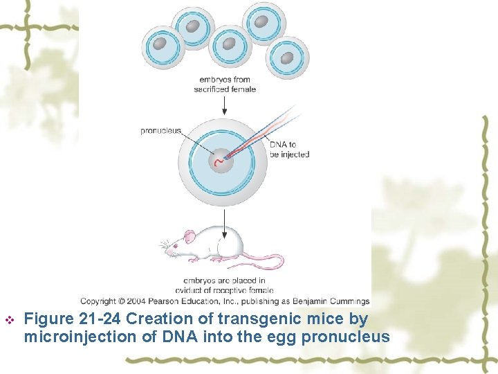 v Figure 21 -24 Creation of transgenic mice by microinjection of DNA into the