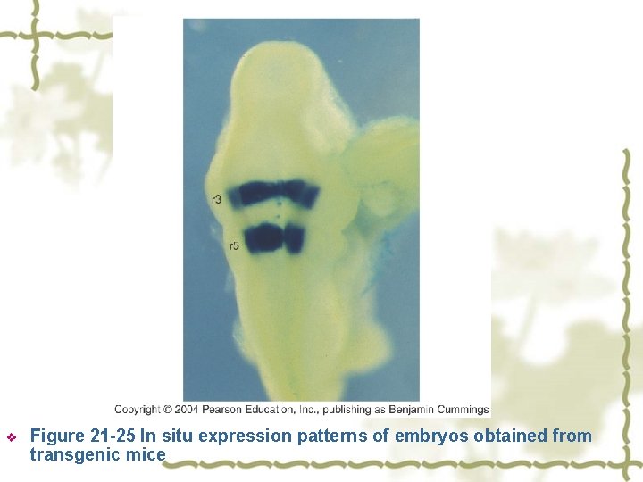 v Figure 21 -25 In situ expression patterns of embryos obtained from transgenic mice