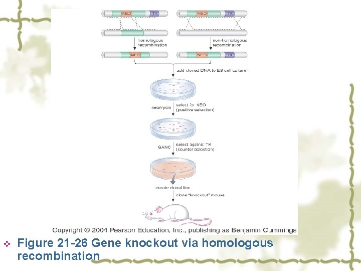 v Figure 21 -26 Gene knockout via homologous recombination 
