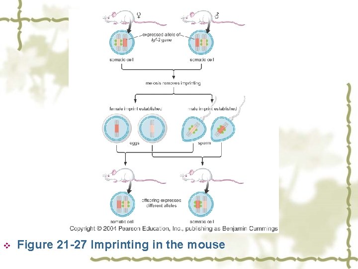 v Figure 21 -27 Imprinting in the mouse 