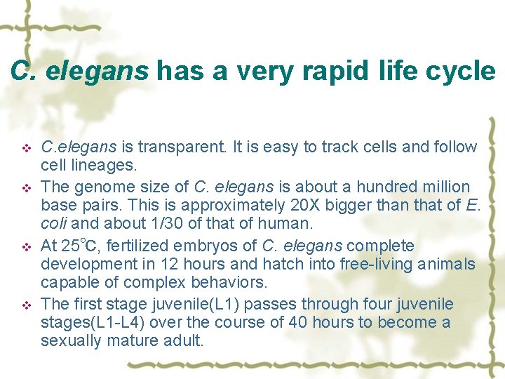 C. elegans has a very rapid life cycle v v C. elegans is transparent.